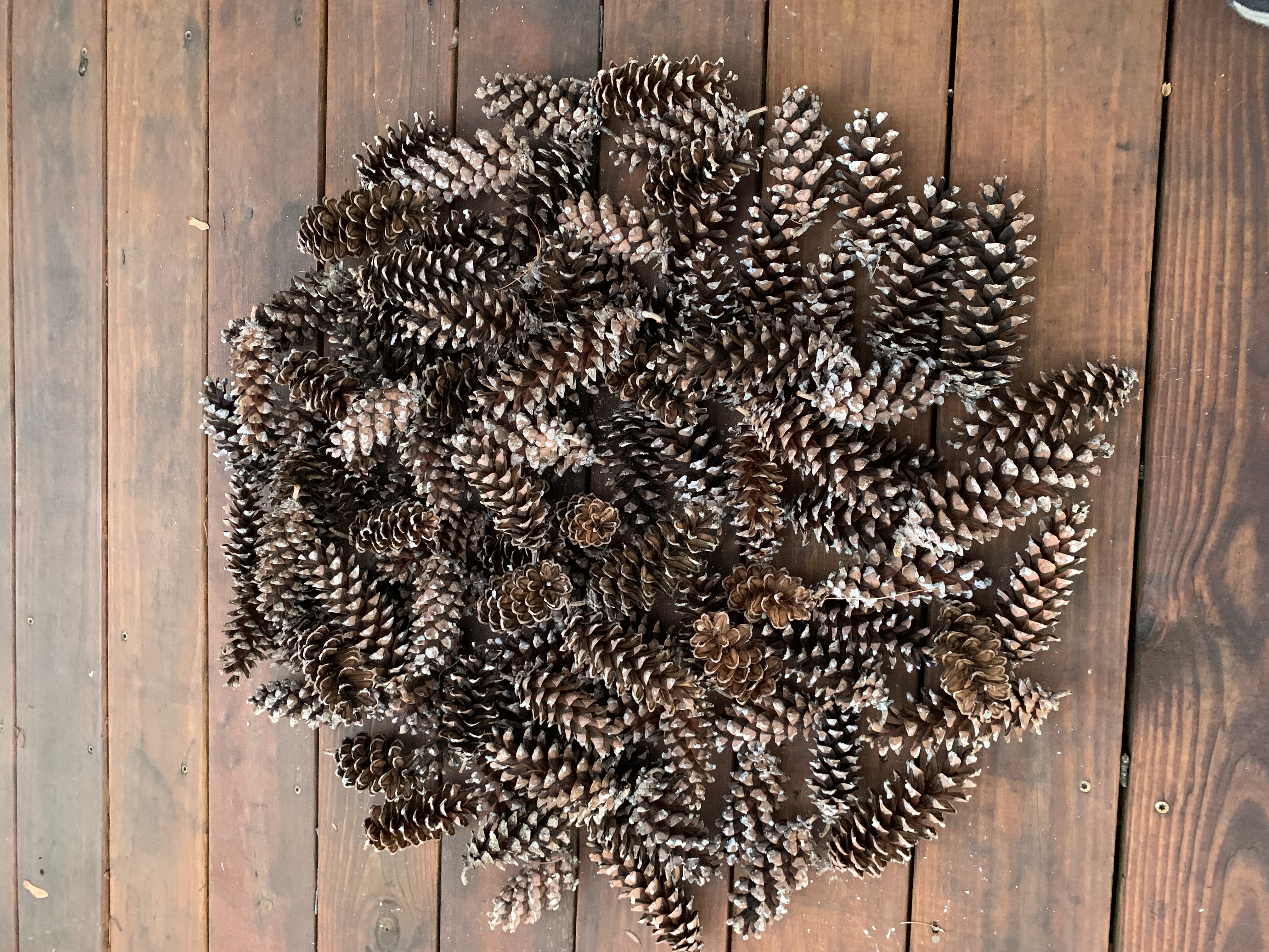 Deals 30 PINECONES