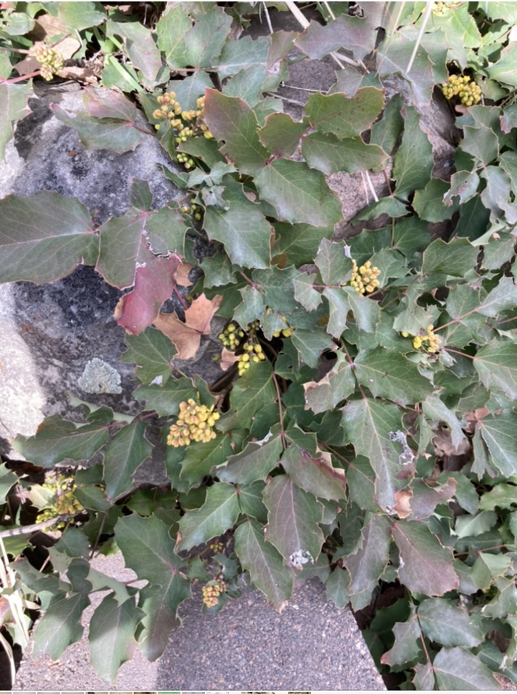 Identification of green and red holly like ground cover - Ask 