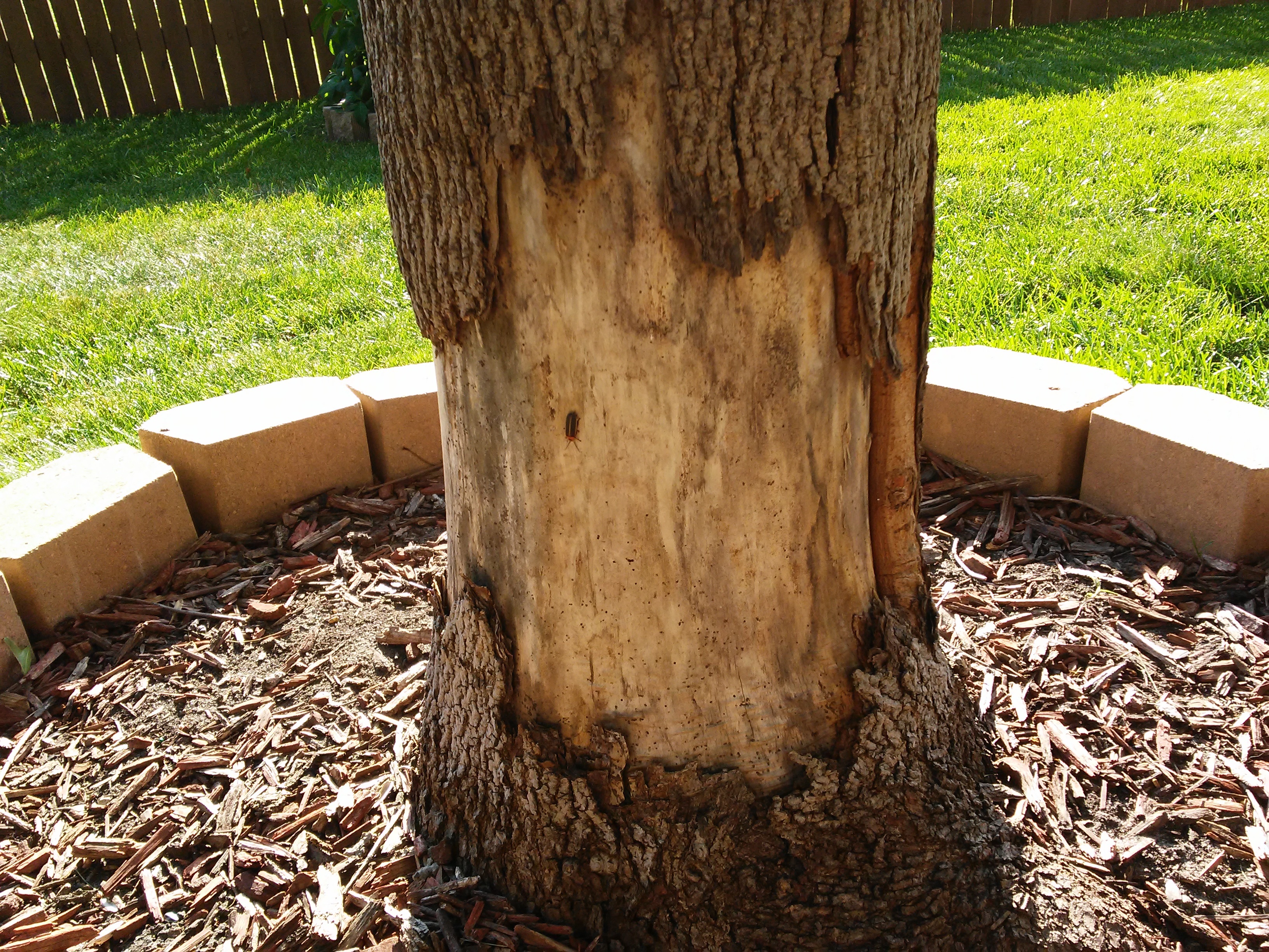 Bark Loss At The Base Of Collumner Maple 420704 Ask Extension