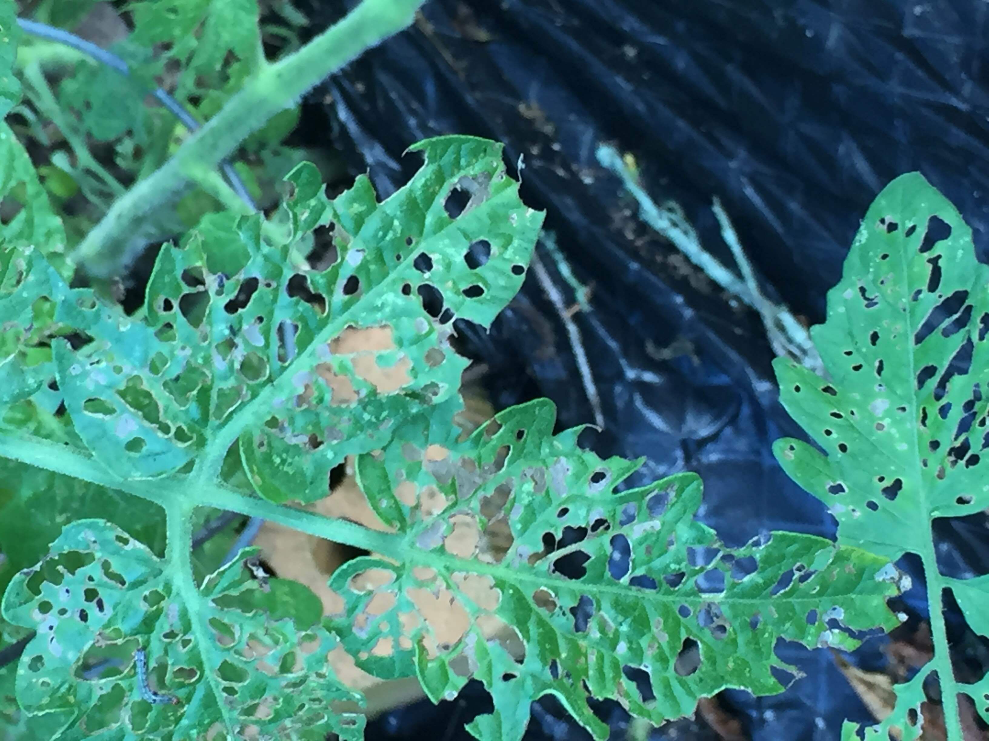 Help - what's eating my tomatoes?! #328745 - Ask Extension