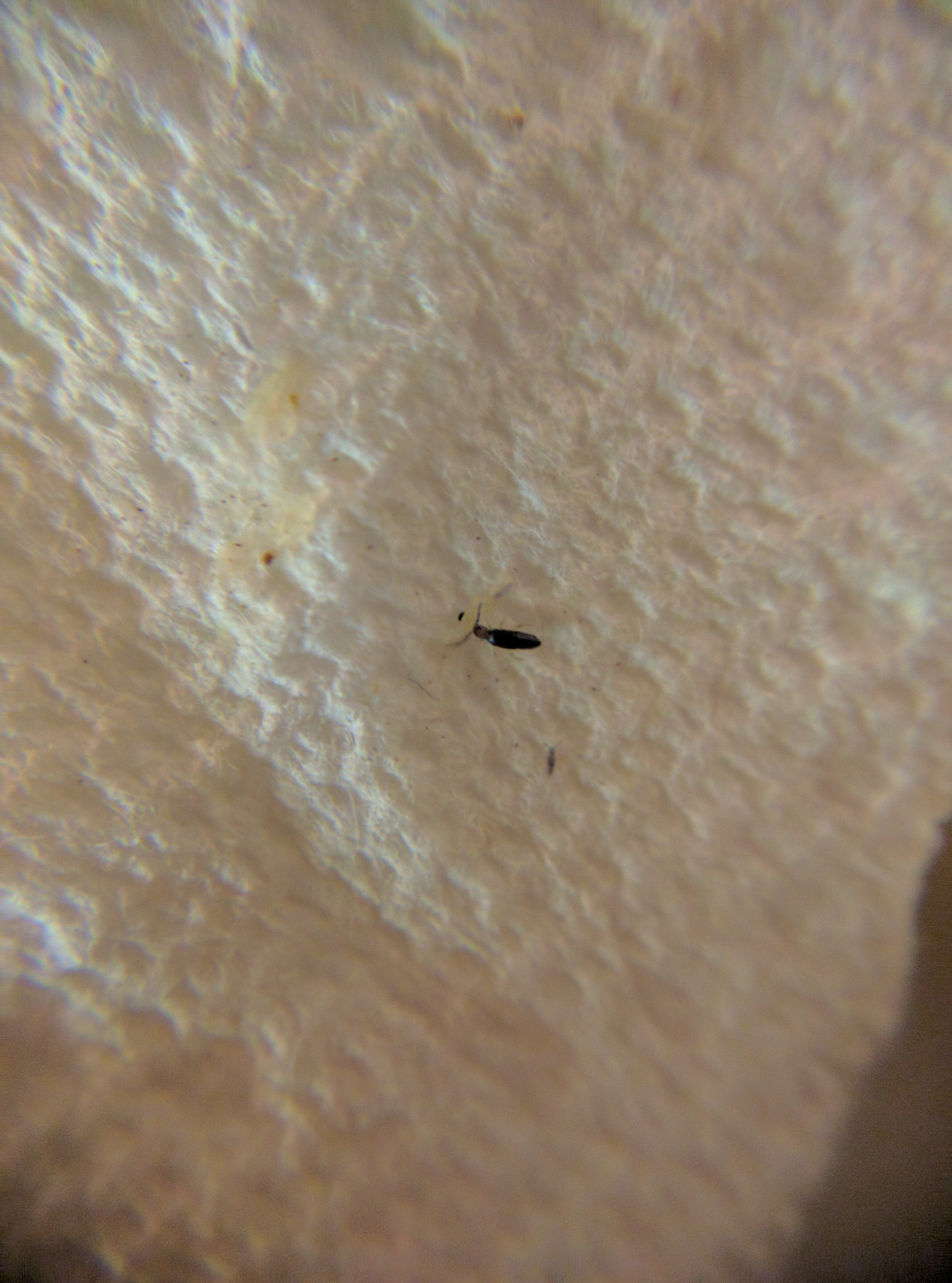 Super Tiny Bugs In Kitchen 336478, Little Black Bugs In My Kitchen Cupboards