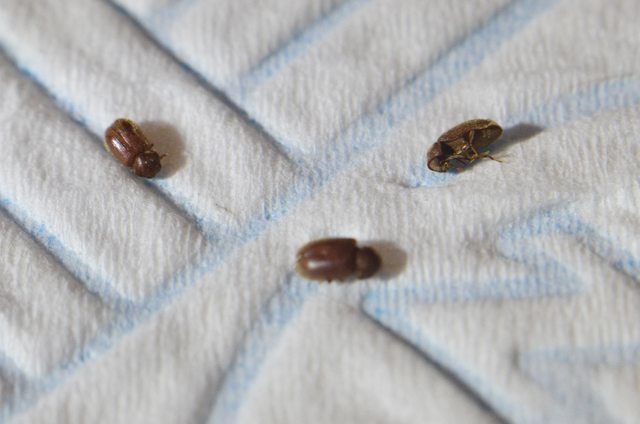 What Are These Tiny Bugs 364146 Ask, What Are Tiny Brown Bugs In Kitchen