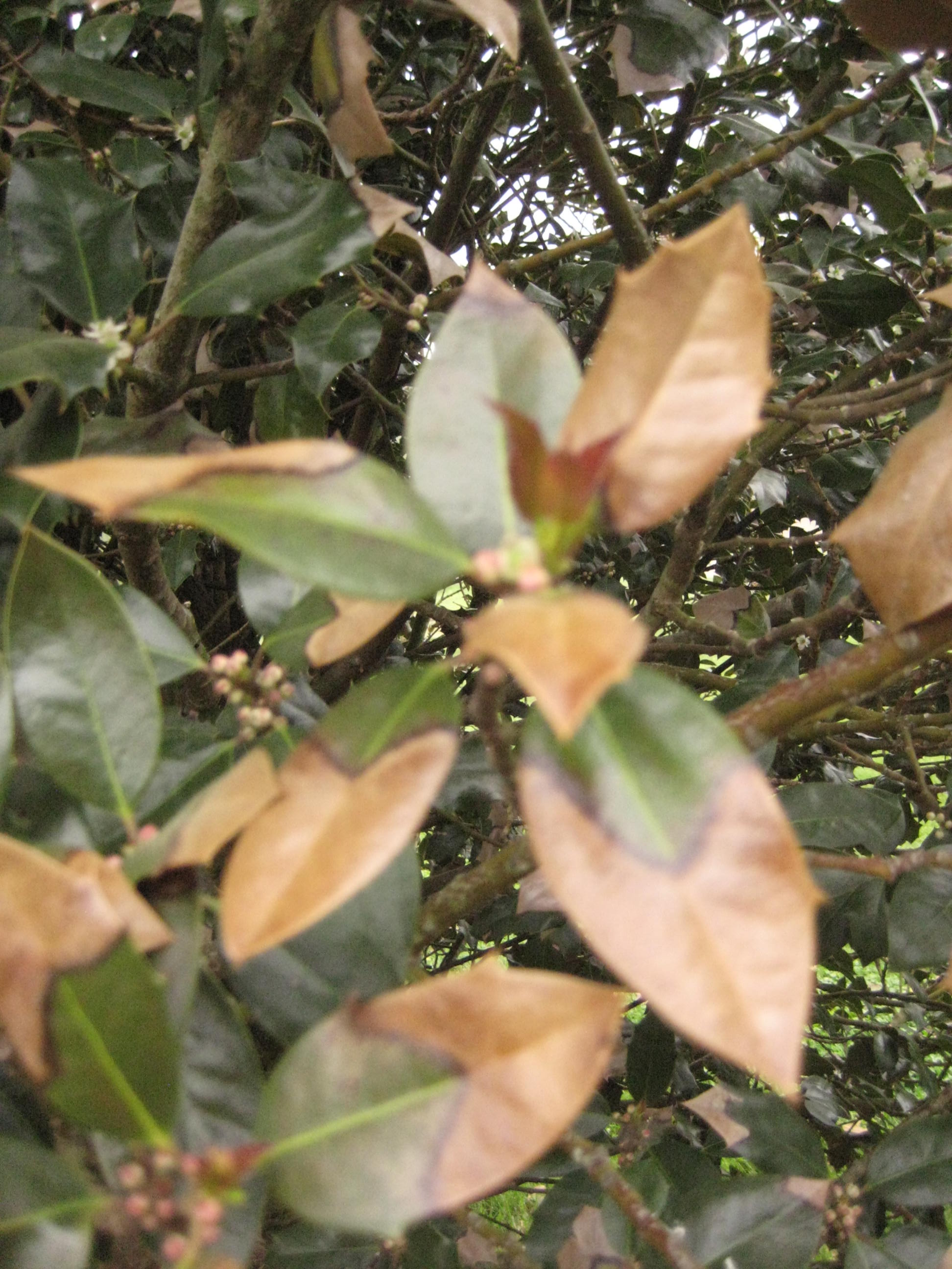 hollies brown leaves