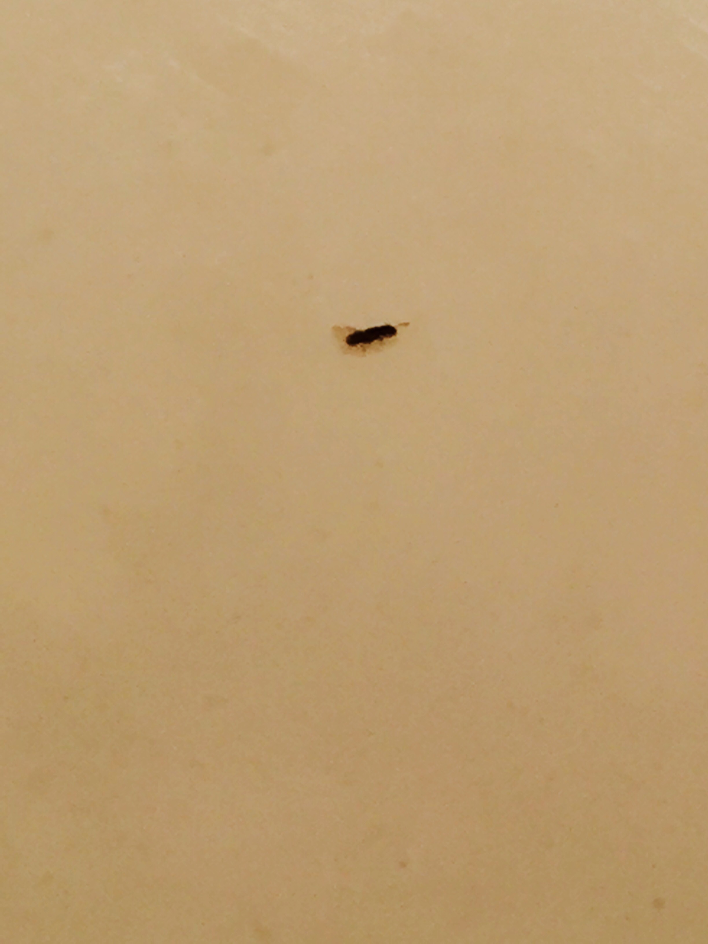 Small Black Bugs With Wings 267008, Small Black Bugs Coming Out Of Bathtub Drain