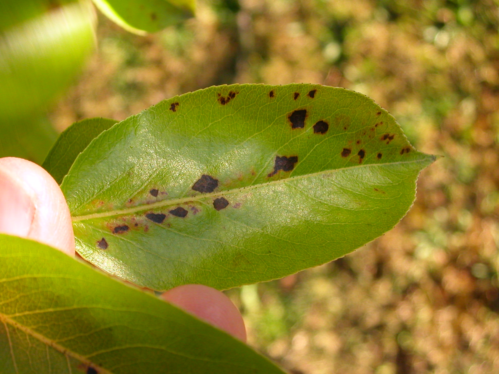 Pear tree has black spots on leaves and fruit