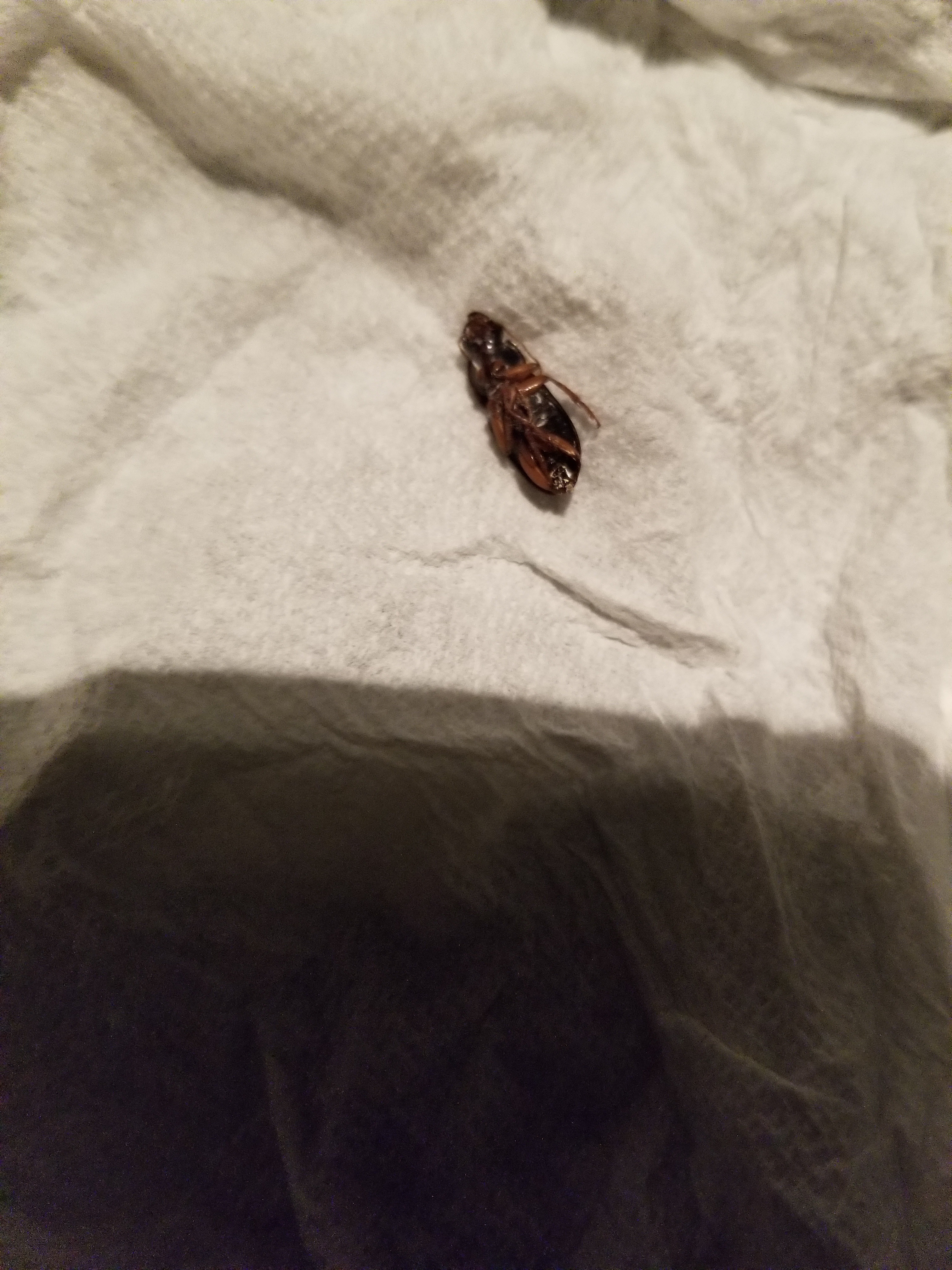 tiny bugs in basement