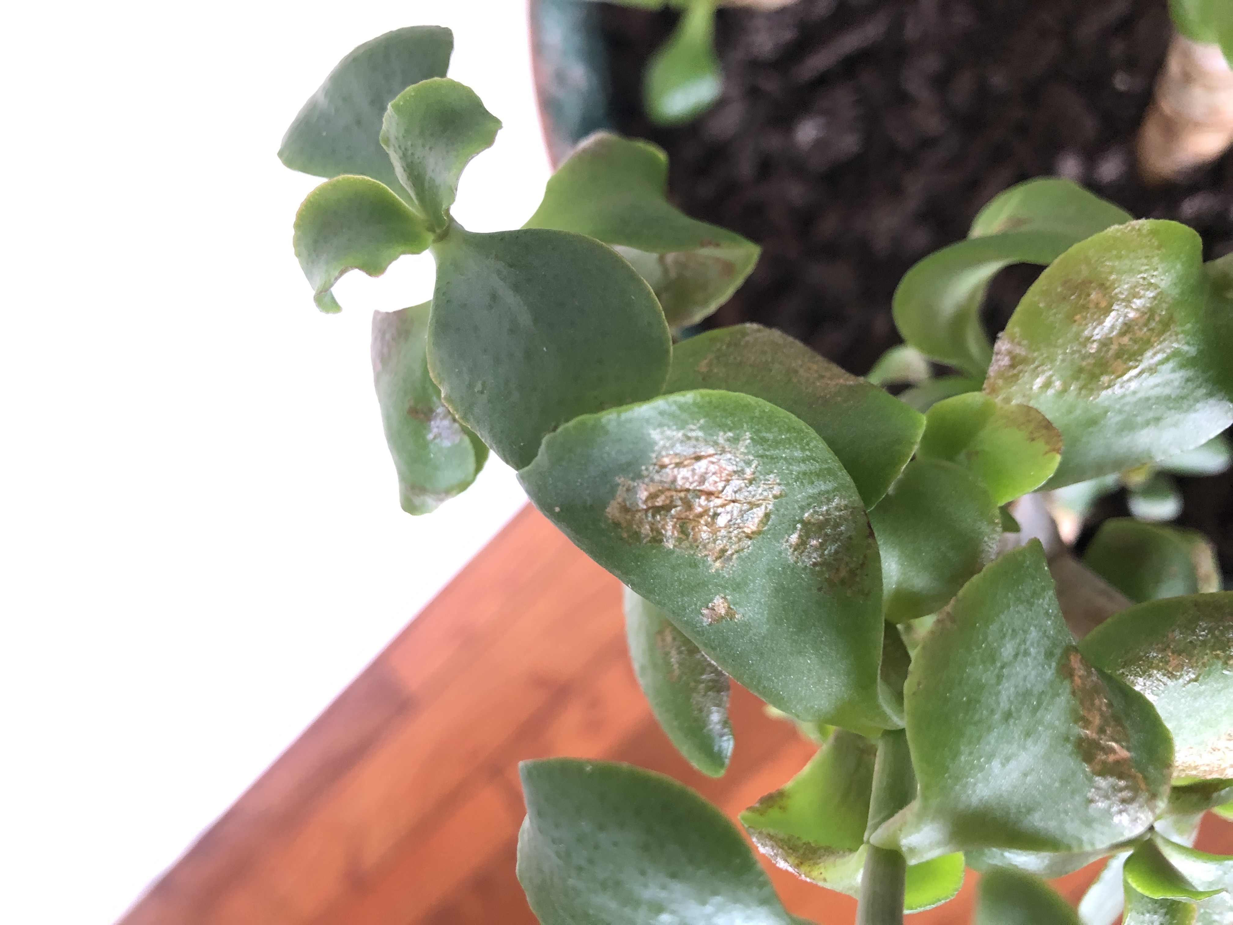 Jade leaves - Ask Extension