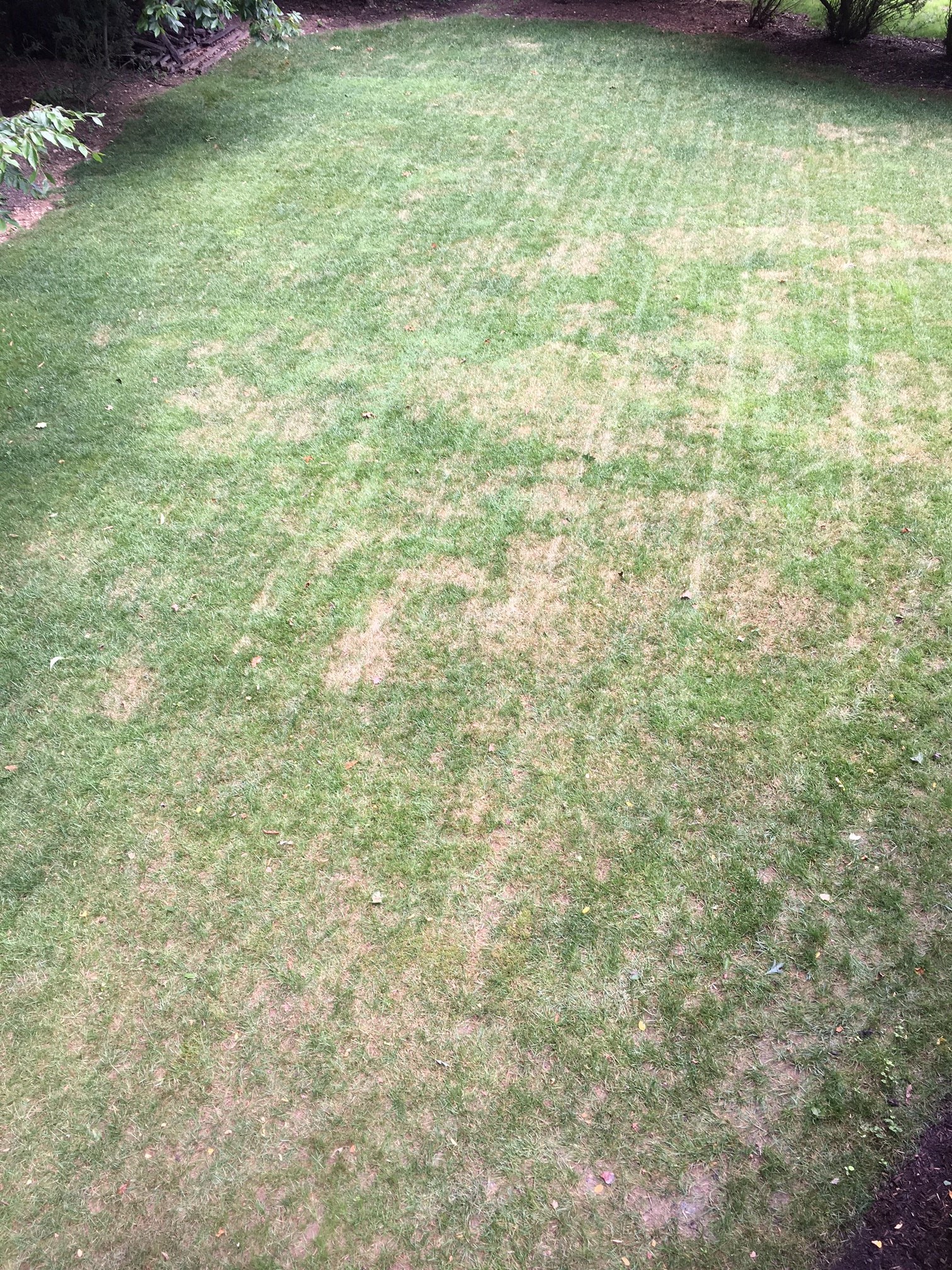 Brown Spots on Lawn #409825 - Ask Extension