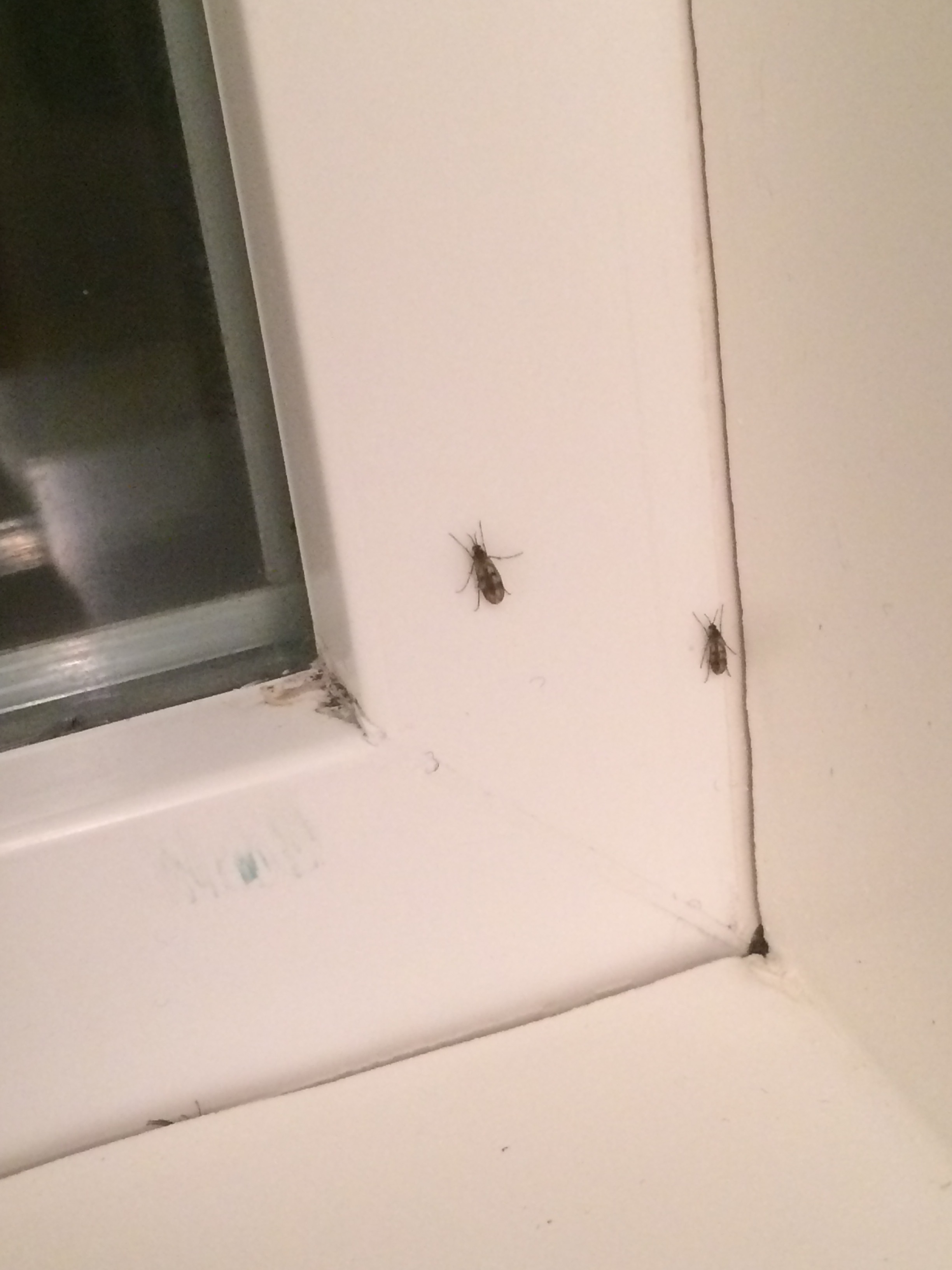 What Kind Of Insect Or Fly Is This 300093 Ask Extension - What Are These Flying Bugs In My Bathroom