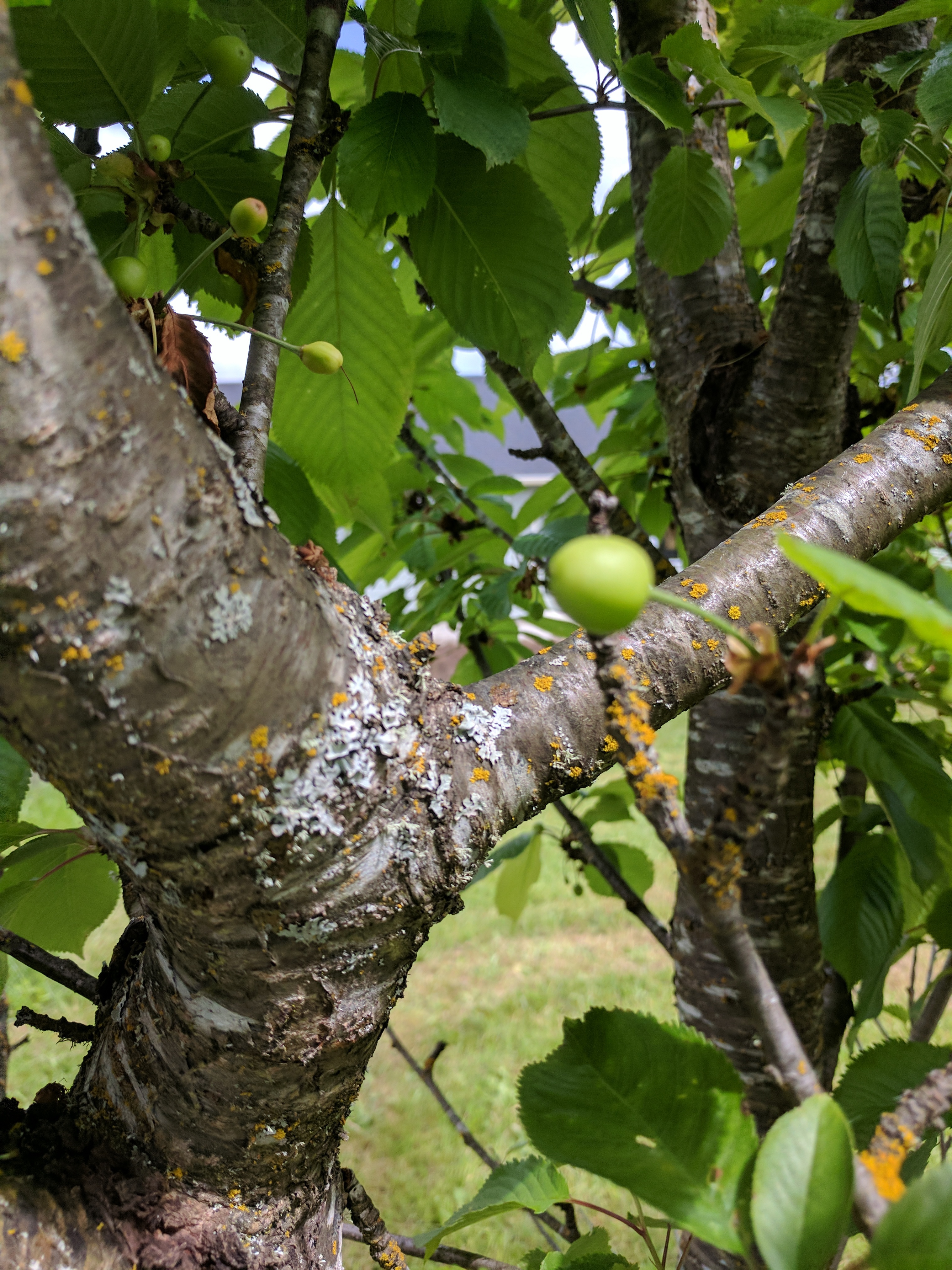 Obrázky chorôb ovocných stromov