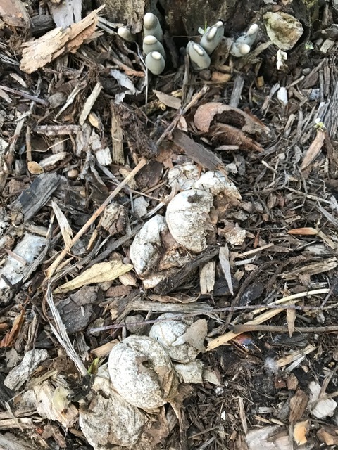 Puffballs ate my mulch :Cornell Mushroom Blog
