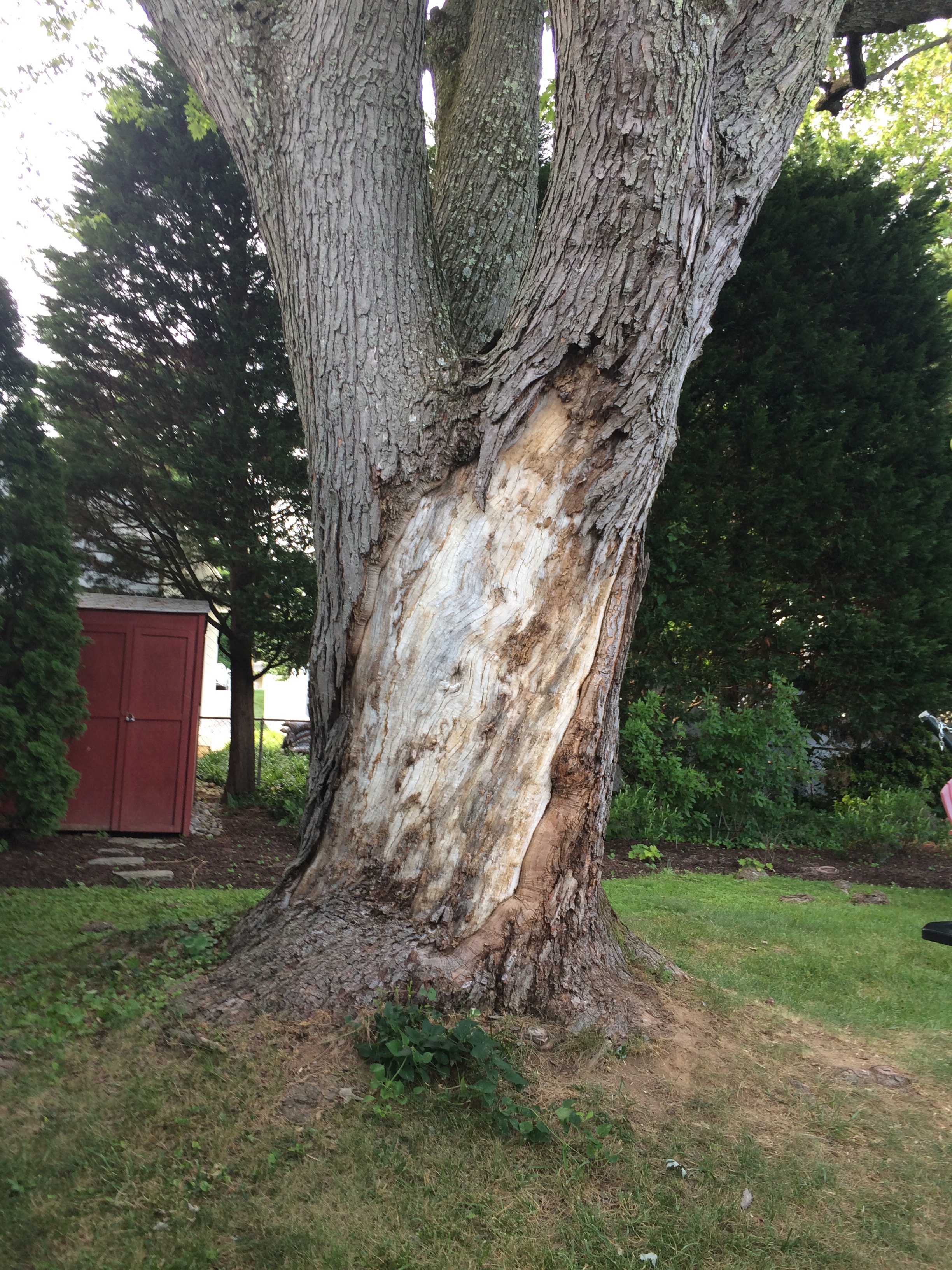 Maple Tree Losing Bark 410543 Ask Extension