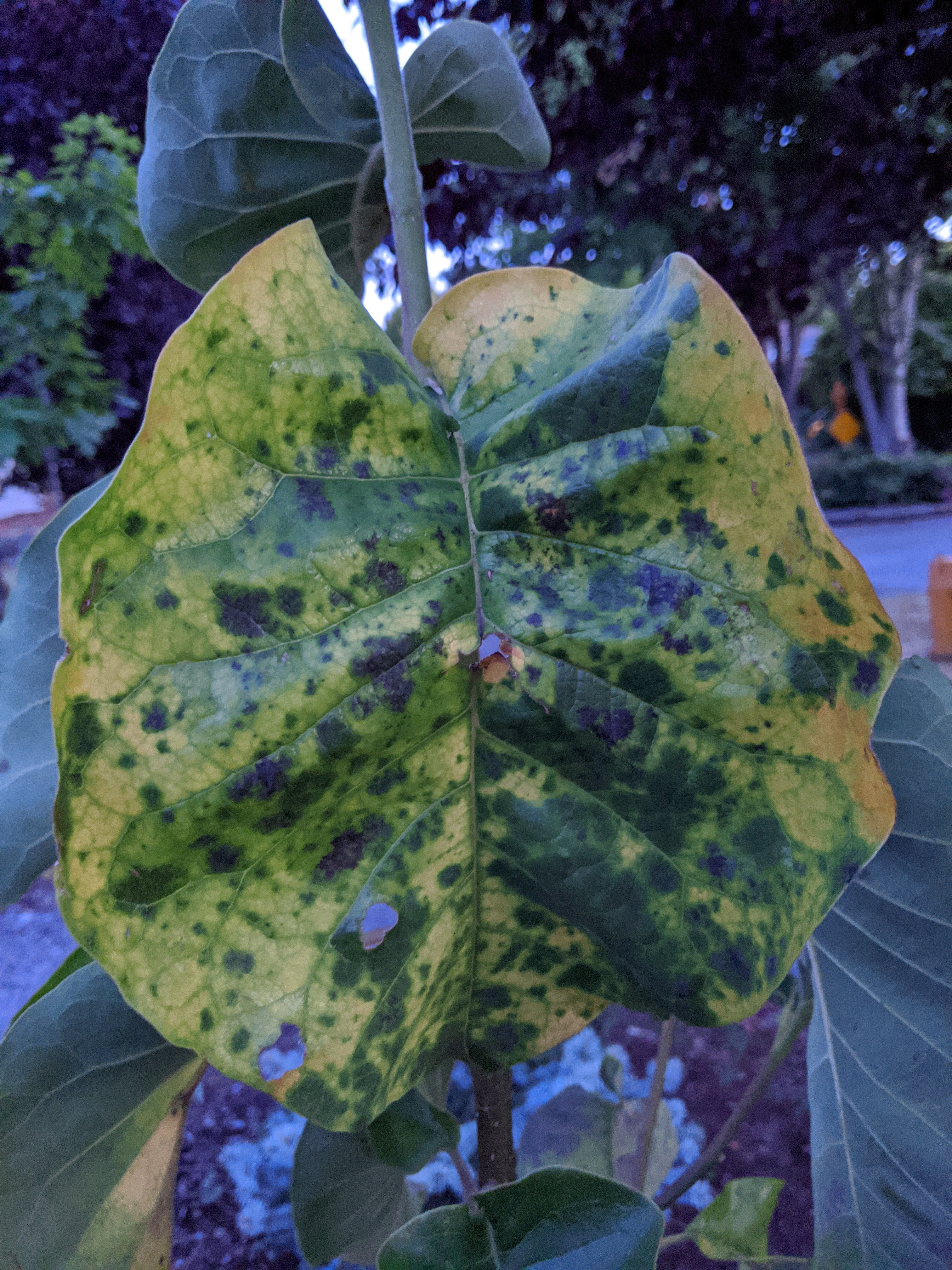 Magnolia Tree Leaves Turning Yellow With Black Spots
