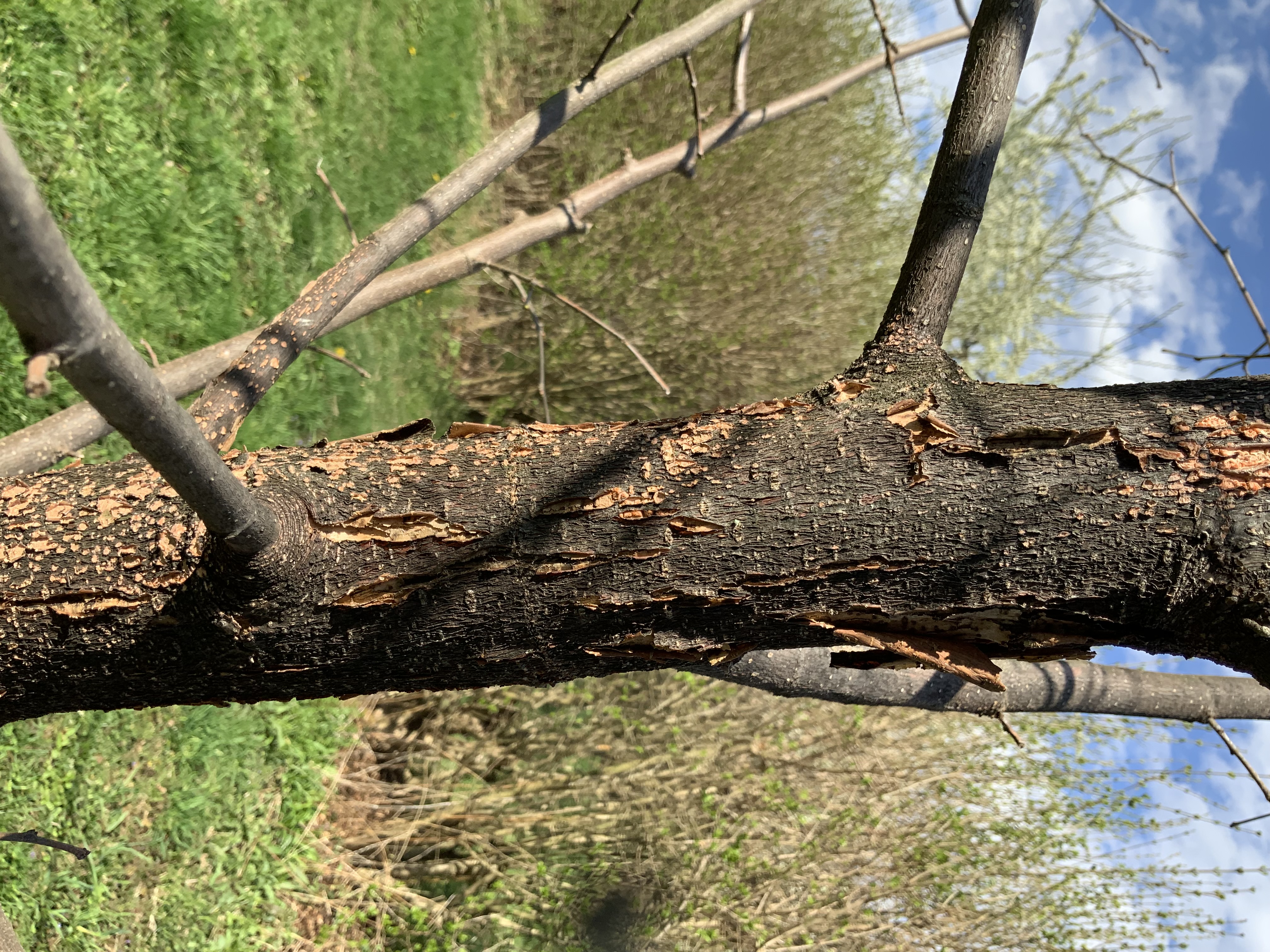 Mulberry Tree, fungal problem? - Ask Extension