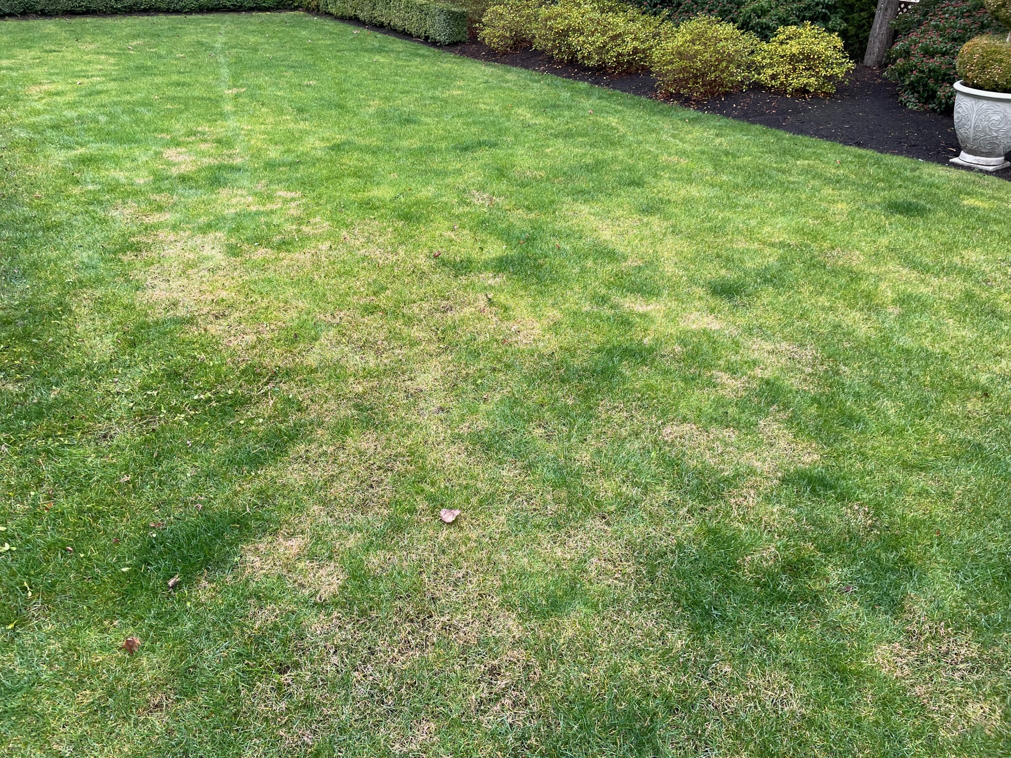 lawn issue - - Ask Extension