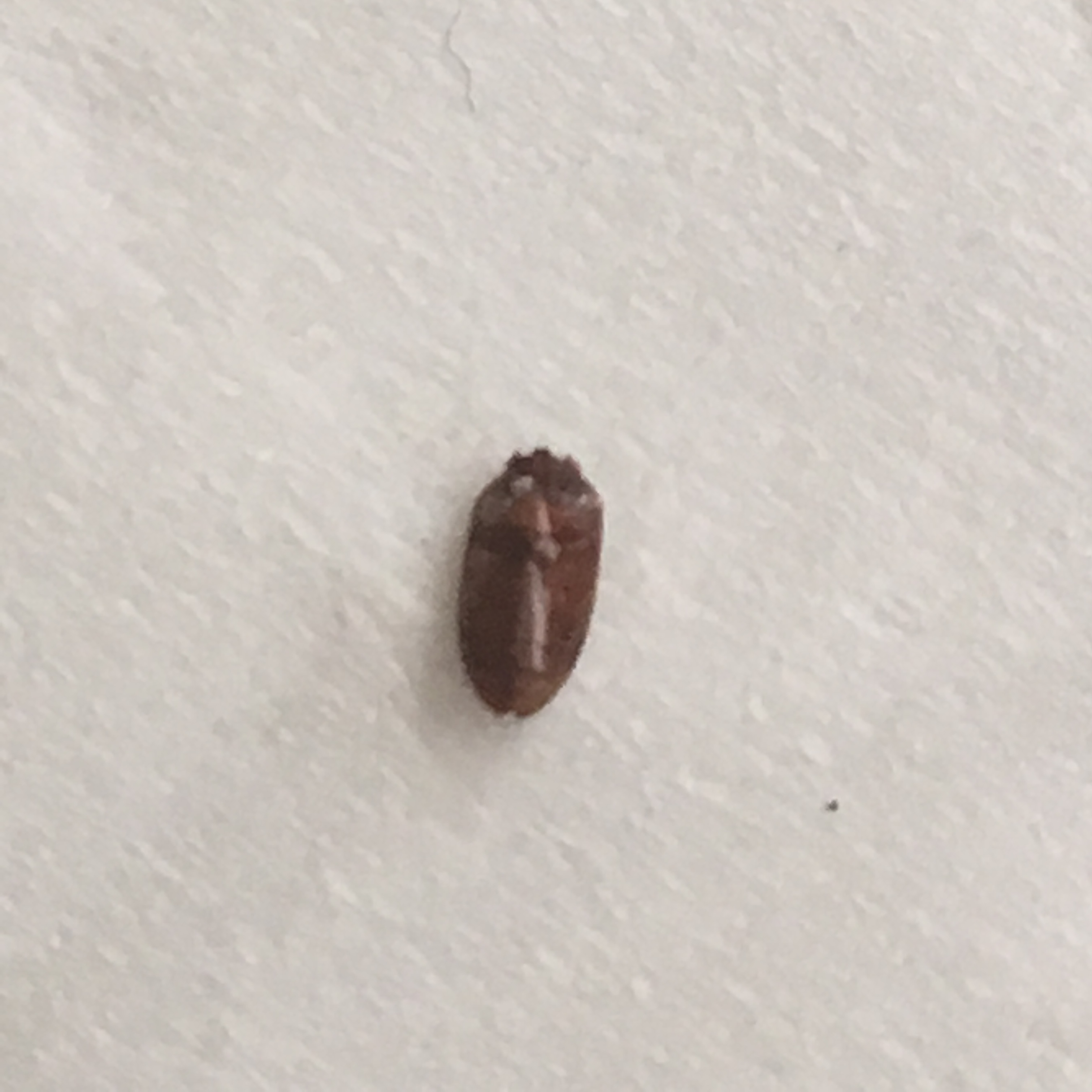 Little brown bug in hair - Ask Extension